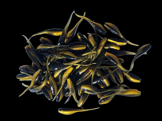 Shad Fry, Minnow Fry 2" length - Golden Shiner Flash (Gold/Black w/ silver glitter)